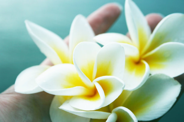 白色和黄色鸡蛋花图片下载