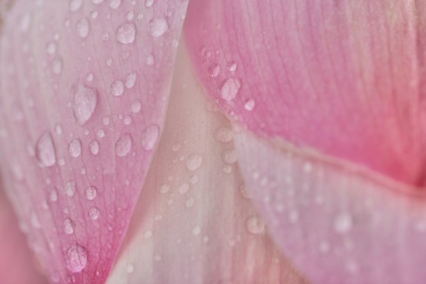 巴厘岛花园里的莲花花瓣图片下载