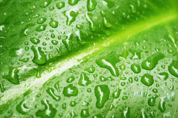 叶子上的水滴图片下载