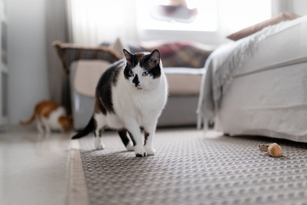 客厅里有一只蓝眼睛的黑白相间的猫图片下载