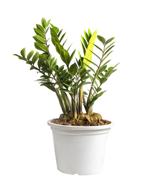 ZZ植物或桑给巴尔宝石盆栽图片下载