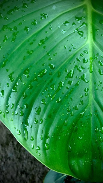 湿叶的全帧拍摄图片下载