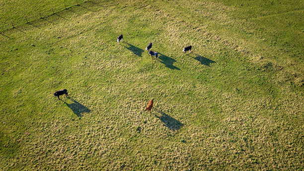 鸟瞰图的奶牛在田野在威克洛县图片下载