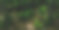 苔藓海滩木材，童话forrest, lozere，法国。图片下载