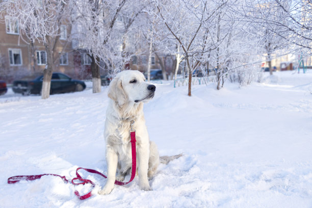 雪地上拴着红色皮带的白狗。冬天和金毛猎犬一起散步图片下载