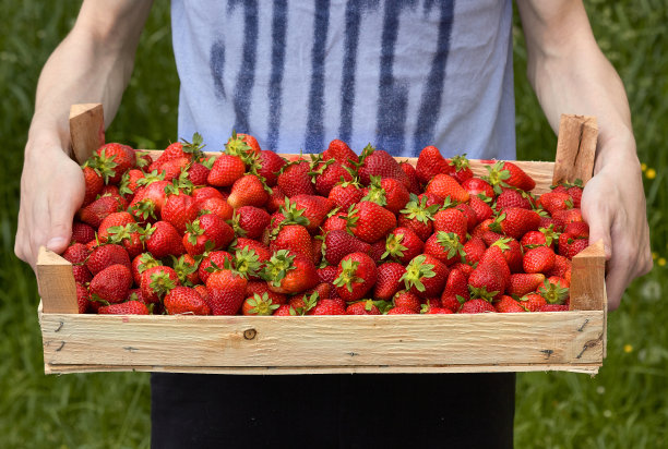 你手里拿着一盒草莓，成熟美味的浆果图片下载
