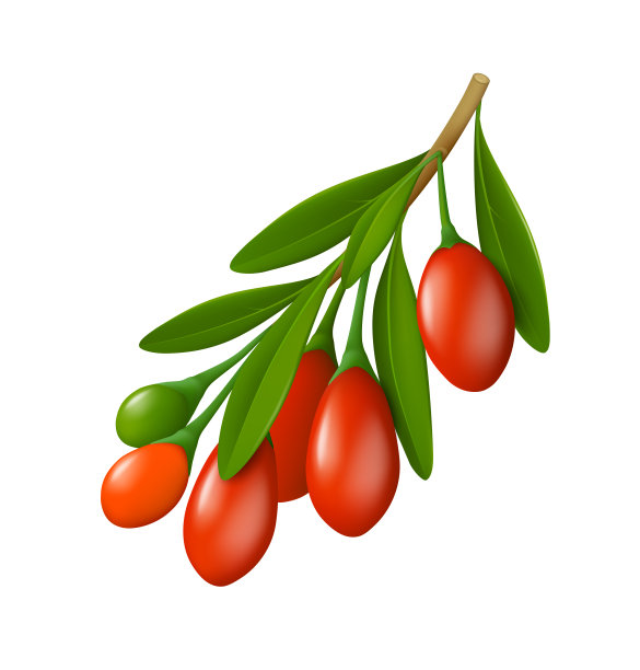 枸杞的分枝，叶子孤立在白色背景上图片下载