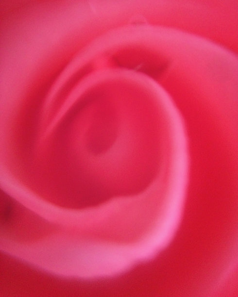 粉红色玫瑰的摘要图片下载