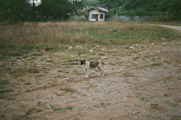 棕色和白色的小狗图片下载