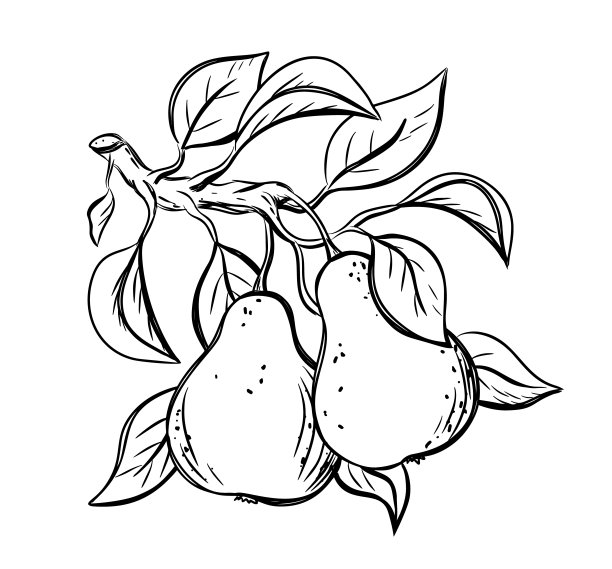 小树枝上画着两个梨，叶子。花园水果的黑色线形削带图片下载