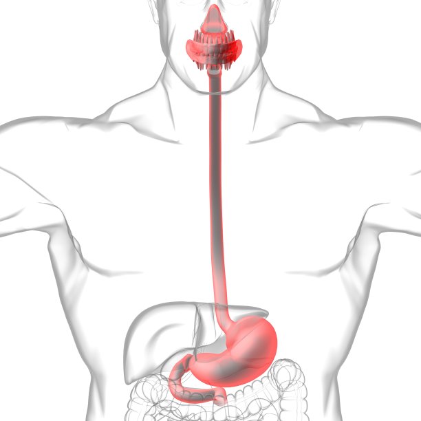 胃解剖人体消化系统医学概念三维渲染图片下载