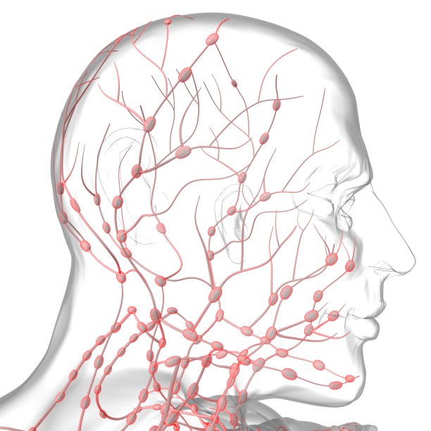 人体淋巴结解剖用于医学概念3D渲染图片下载