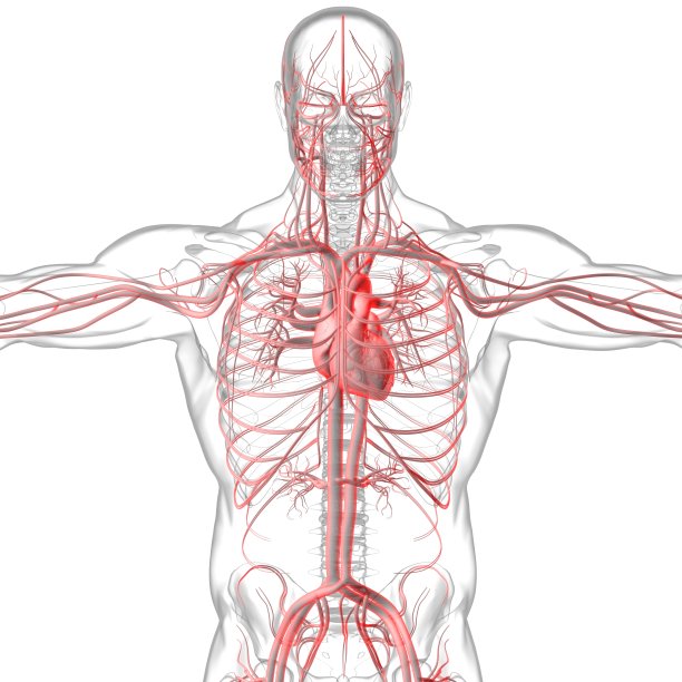 人体心脏与循环系统解剖医学概念3D图片下载