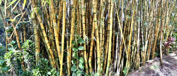 棕竹茎图片下载