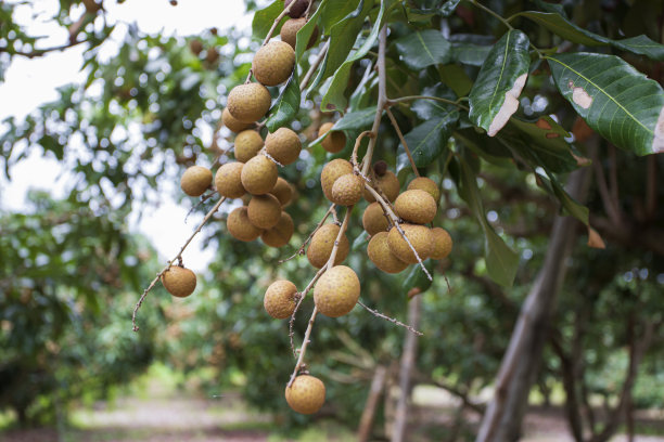 清迈龙眼花园图片下载