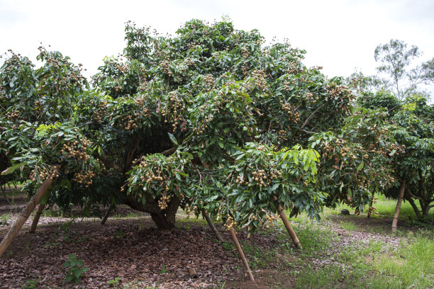 清迈龙眼花园图片下载