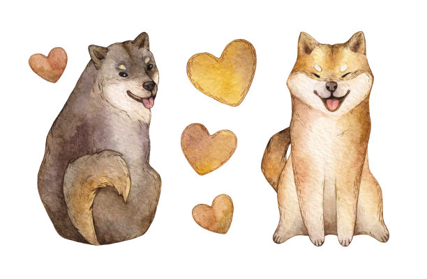 日本柴犬水彩画狗与心脏孤立的白色背景。日本红狗。图片下载