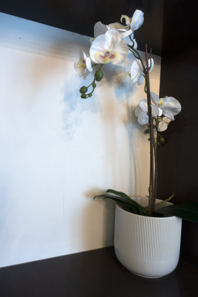 植物和织物花特写图片下载