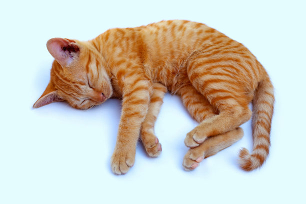 白色的小猫睡觉图片下载