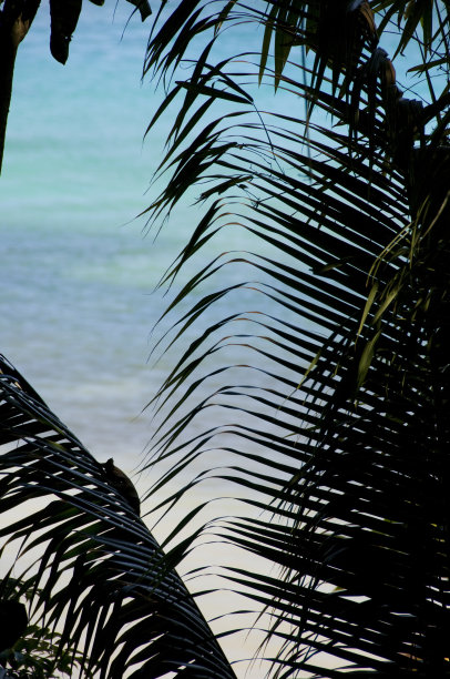 棕榈树的剪影形成了加勒比海的拱门图片下载
