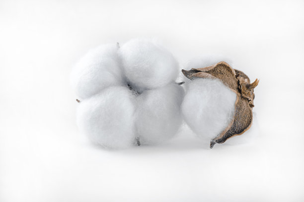 棉花球花植物在光的背景图片下载