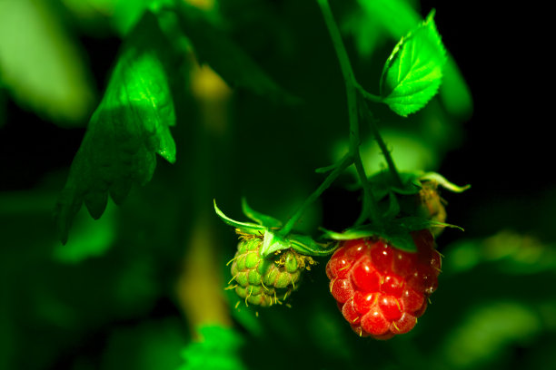 花园里的树莓图片下载
