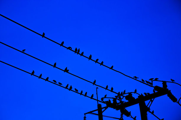 傍晚，一群莺聚在电线上休息的剪影，柔和的焦点。许多鸟坐在电线上，黑色的线在蓝色的背景图片下载
