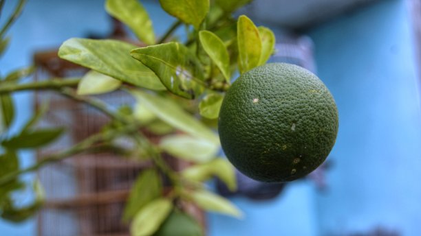 果期橙树图片下载