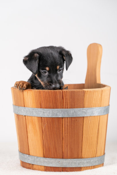 一个可爱的杰克罗素梗小狗的肖像，在一个木制的桑拿桶，孤立在一个白色的背景图片下载