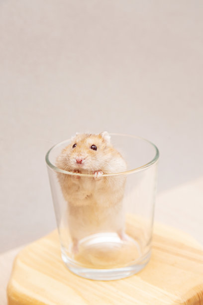 一只宠物，一只可爱的小仓鼠爬进了一个玻璃杯里。有趣的Djungarian仓鼠。图片下载