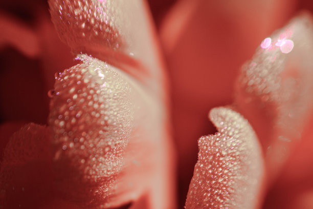 清晨的郁金香。早上在公园。花与露珠特写微距照片。粉红色的花朵图片下载