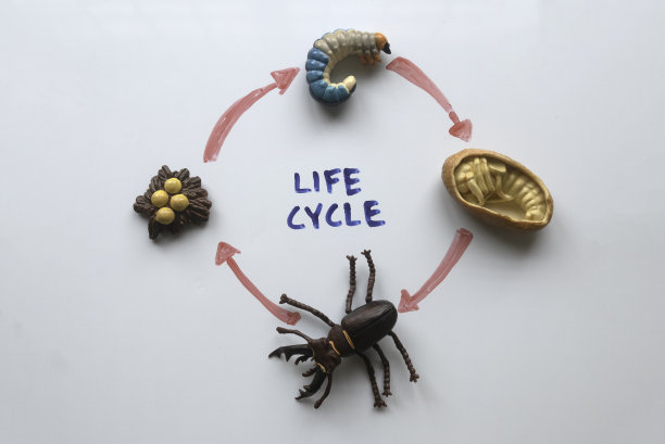 在白板上的甲虫生命周期俯视图。图片下载