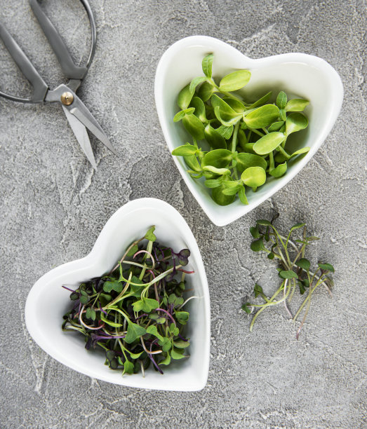 在混凝土背景，俯视图微型绿色的分类。健康的生活方式图片下载