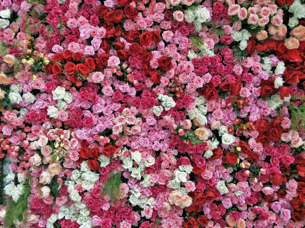 粉红白玫瑰花背景纹理图片下载