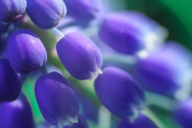 清晨蓝色的麝香。早上在公园。鲜花特写微距照片。图片下载