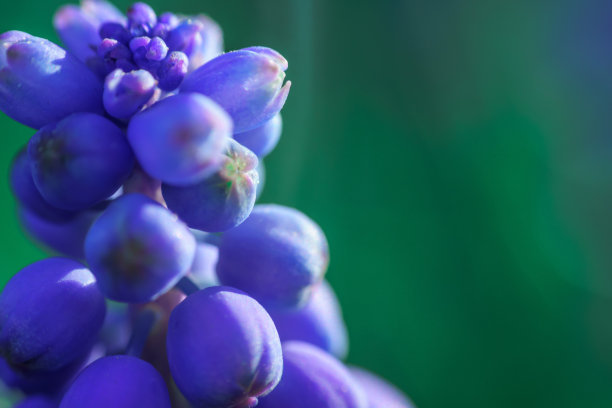 清晨蓝色的麝香。早上在公园。鲜花特写微距照片。图片下载