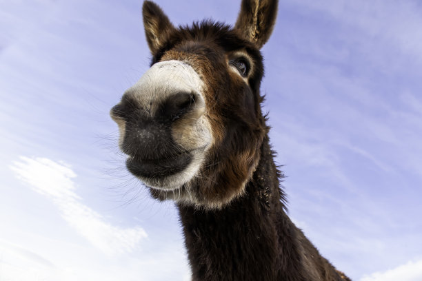 驴在现场图片下载