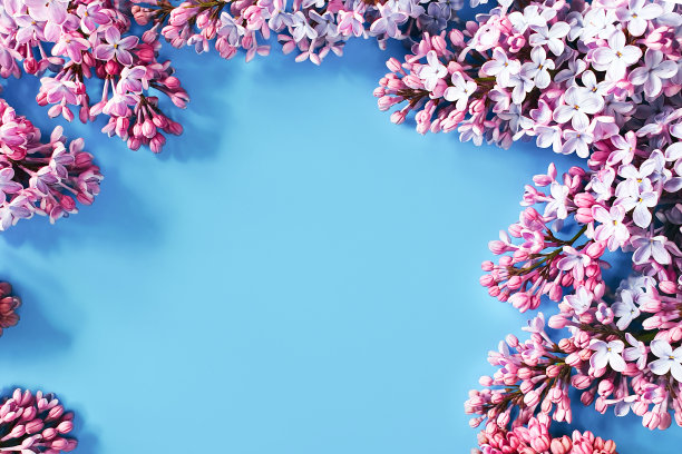 花框架新鲜的淡紫色的花在蓝色的背景。俯视图，复制空间，花平面。放置文字或美容产品。图片下载