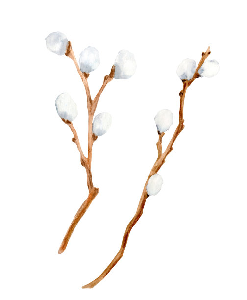 水彩猫咪柳枝套。手绘木棒卡片，请帖图片下载