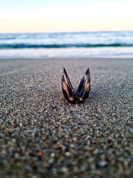 未来海洋自由图片下载