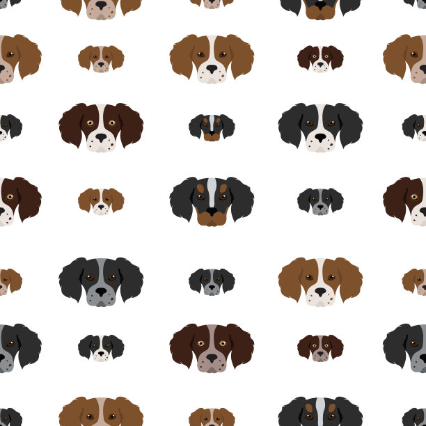 布列塔尼犬无缝图案。不同的姿势图片下载