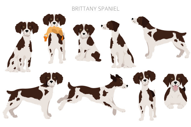 布列塔尼spaneil剪纸艺术。不同的姿势。成年和幼犬信息图表。图片下载