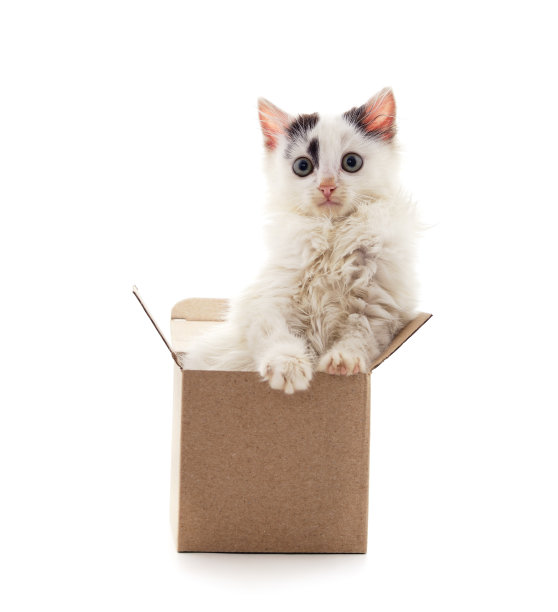 小猫在盒子里。图片下载