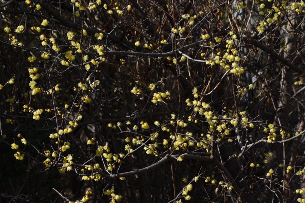 梅花(日本多香果)花图片下载