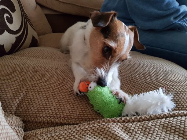 小狗玩图片下载