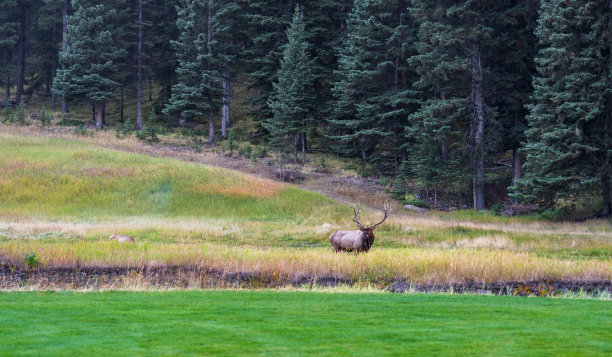 秋叶季节，野牛麋鹿在森林边缘的大草原上独自休息觅食。班夫国家公园。图片下载