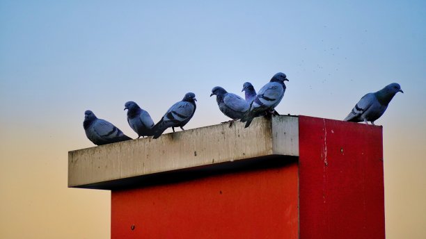 鸽子或家鸽等在历史建筑的墙上。一群鸽子坐在建筑物上。图片下载