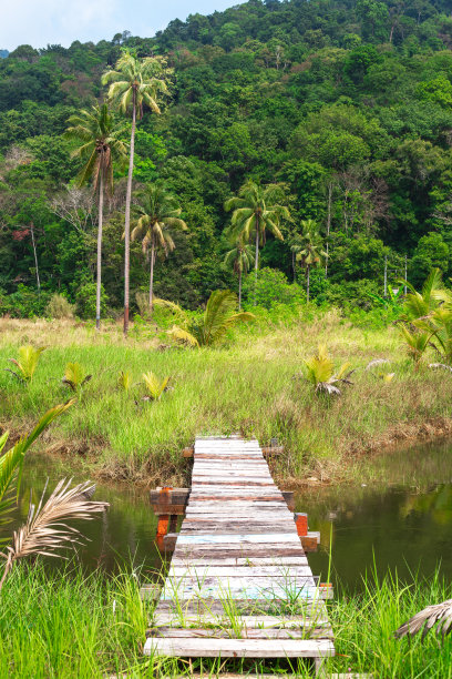 美丽的风景。热带森林中的一座湖上的木制人行桥。旅行和旅游图片下载