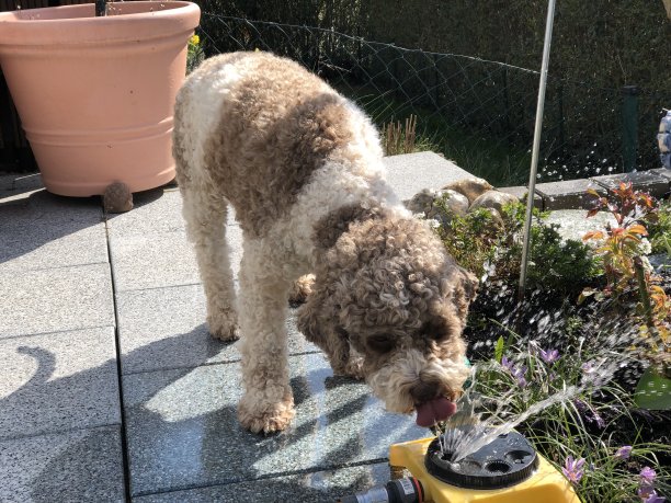 狗狗在花园里喝水图片下载