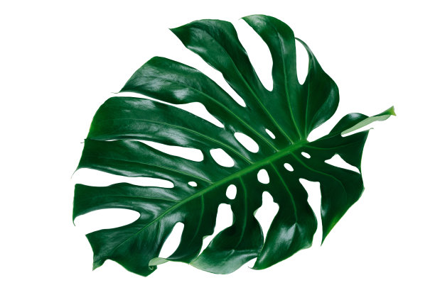 充满活力的绿色苔藓植物叶子在白色的背景下，剪切路径包括图片下载